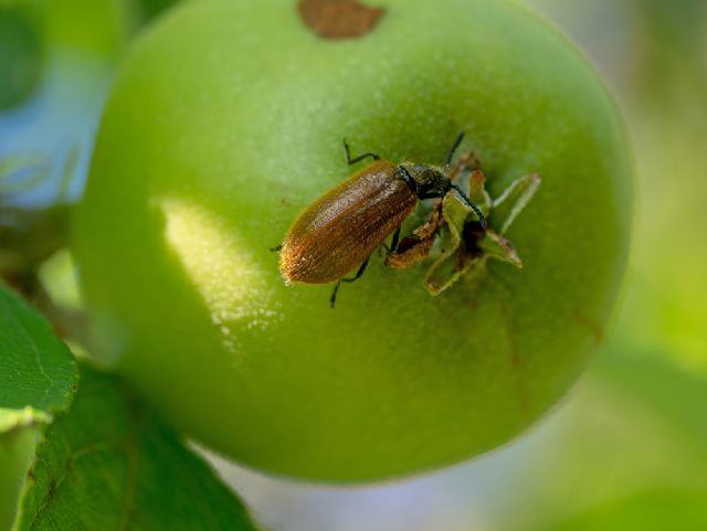 Controllando il mio melo trovo...una Lagria hirta (Tenebrionidae)